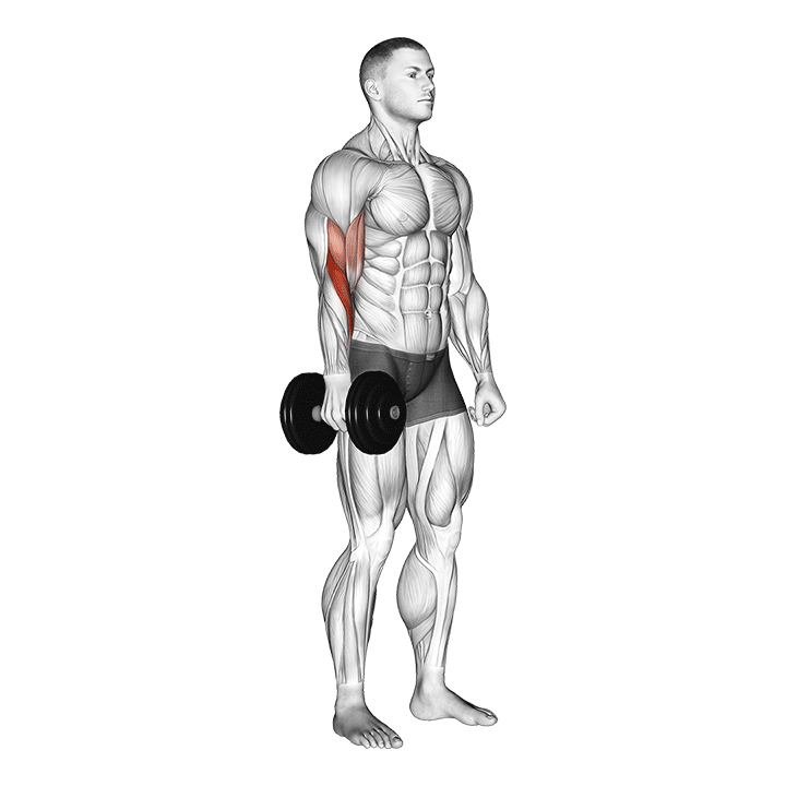 One Arm Standing Hammer Curl (Dumbbell)