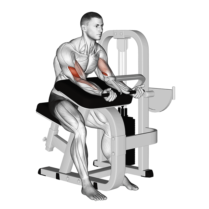 Preacher Curl (Machine)