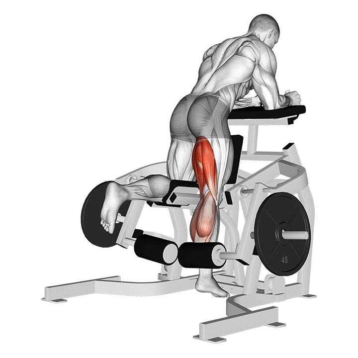 Kneeling Leg Curl (Machine)